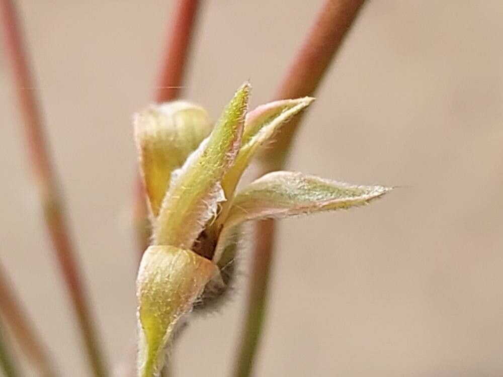 Pelargonium luridum flower