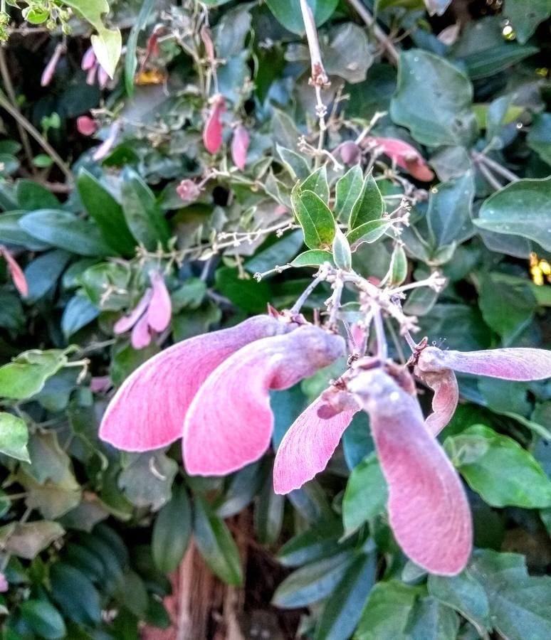 Heteropterys brachiata flower