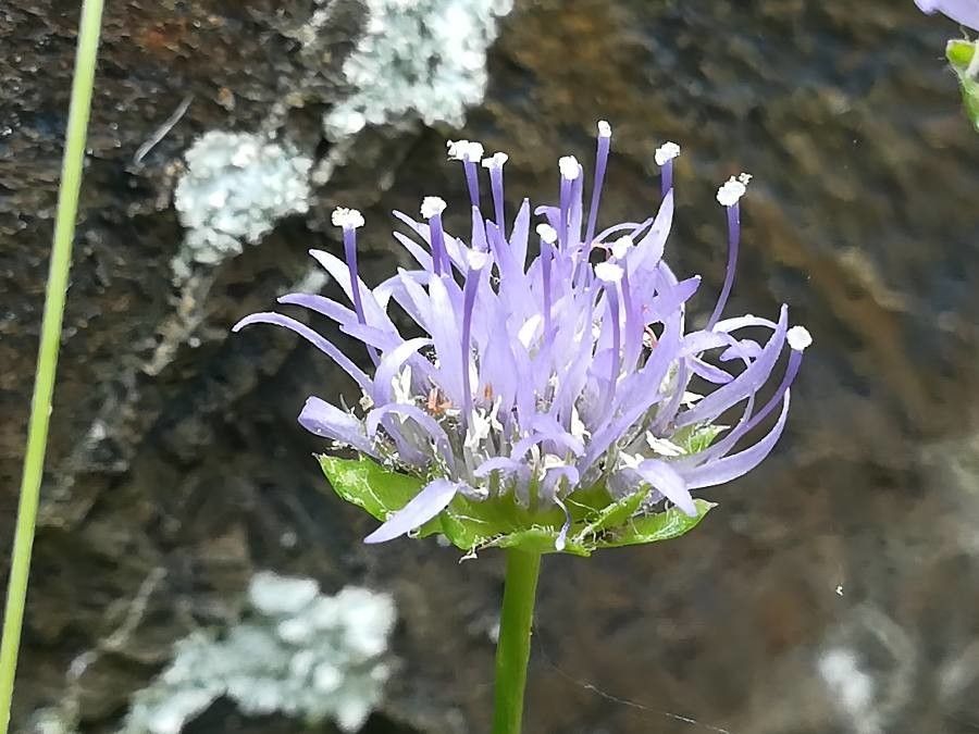 Jasione crispa flower