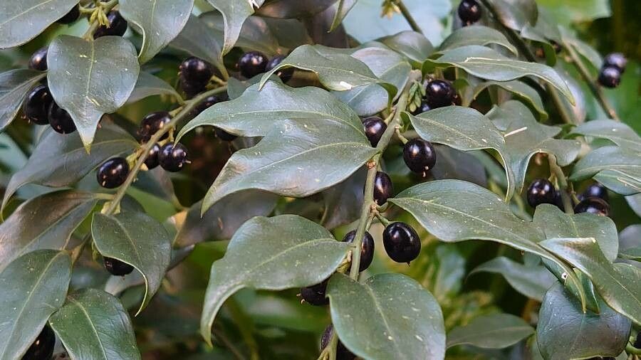 Sarcococca orientalis fruit