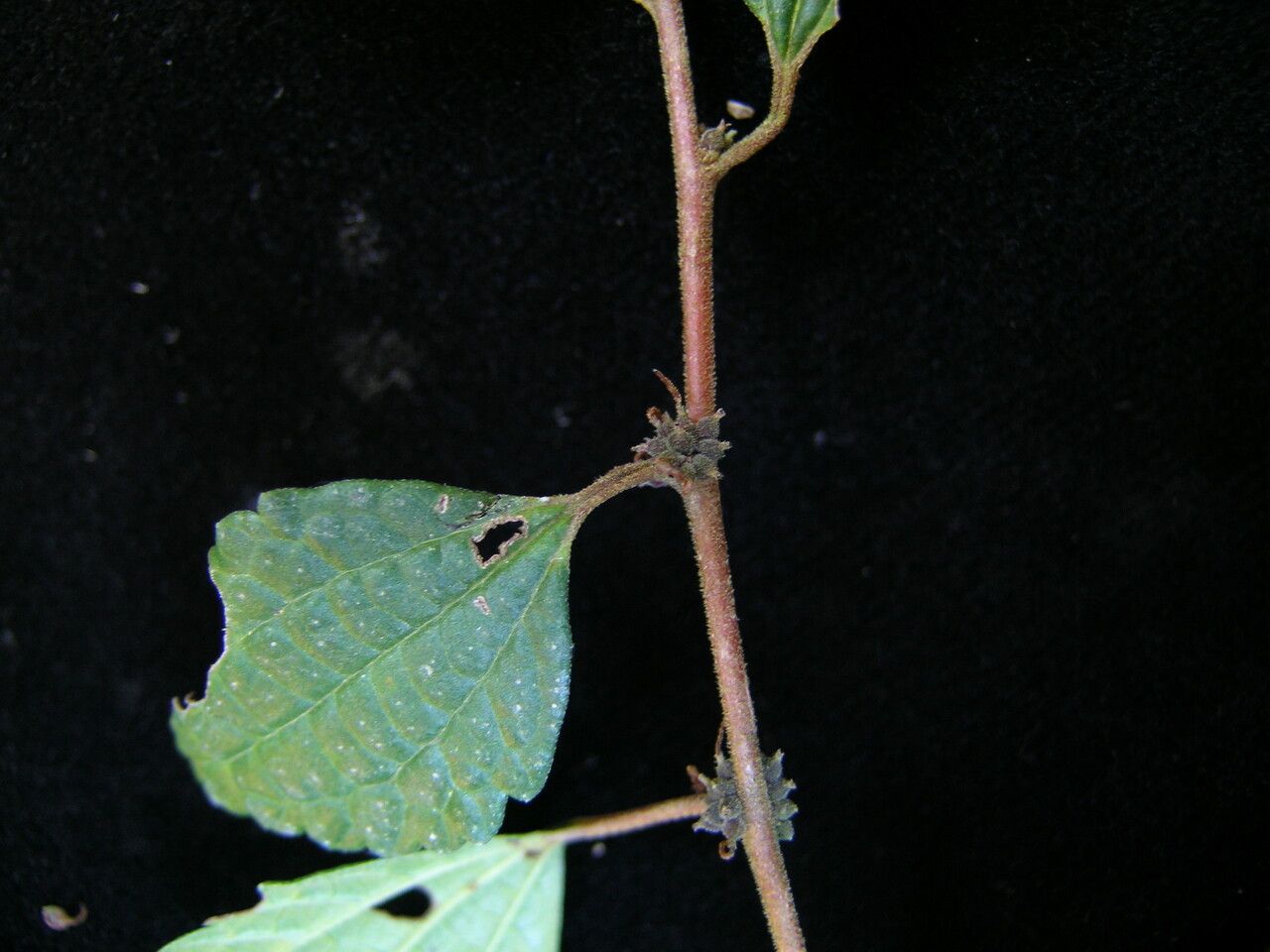 Pouzolzia sanguinea habit