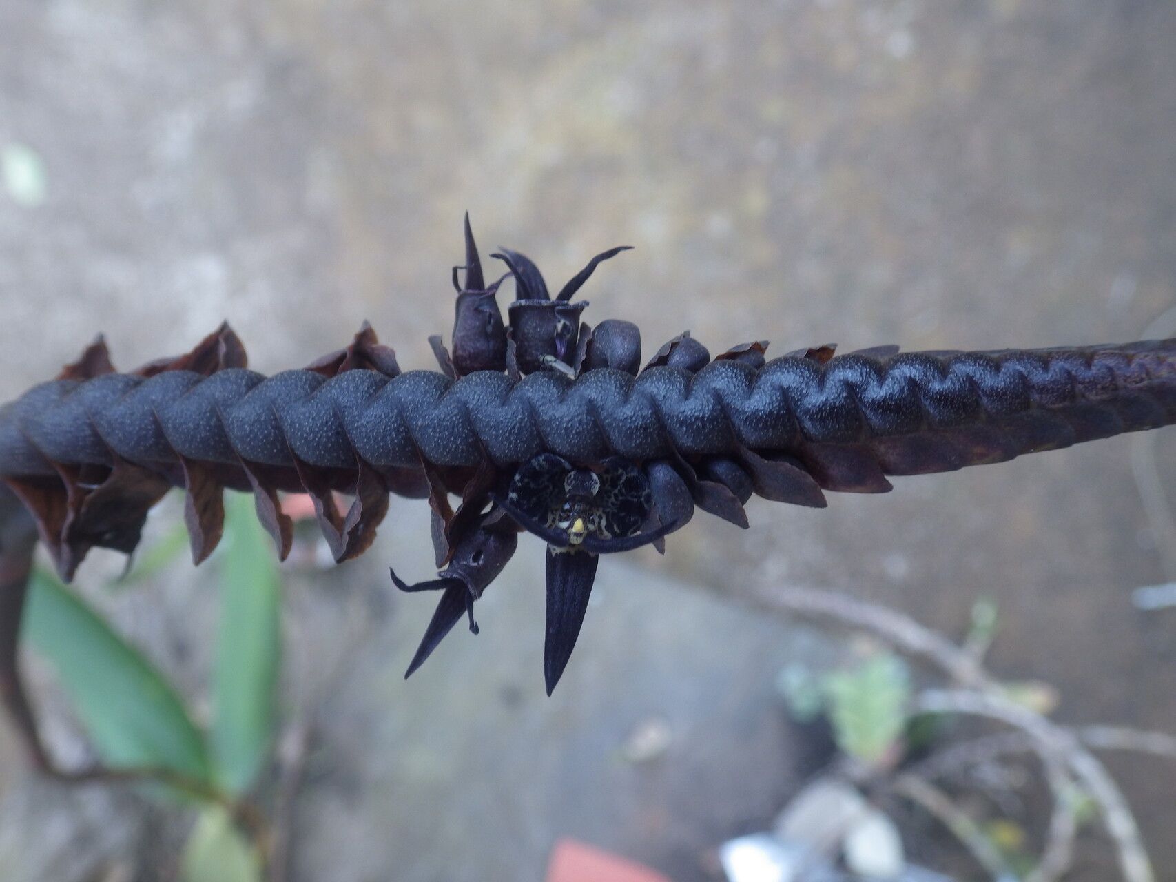 Bulbophyllum imbricatum flower