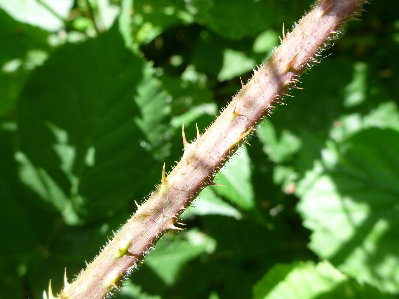 Rubus praticolor bark