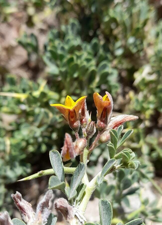 Adesmia aegiceras flower