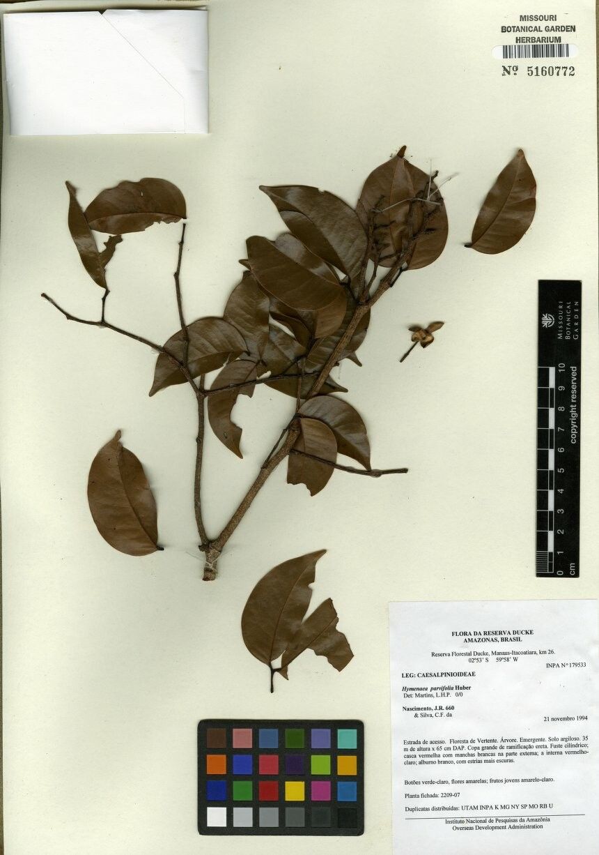 Hymenaea jeaniana — related species from the same genus