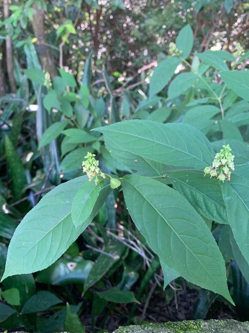 Pombalia atropurpurea flower
