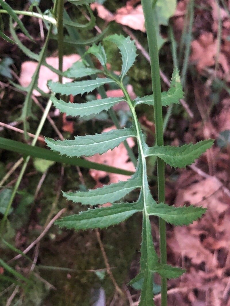 Serratula tinctoria — related species from the same genus
