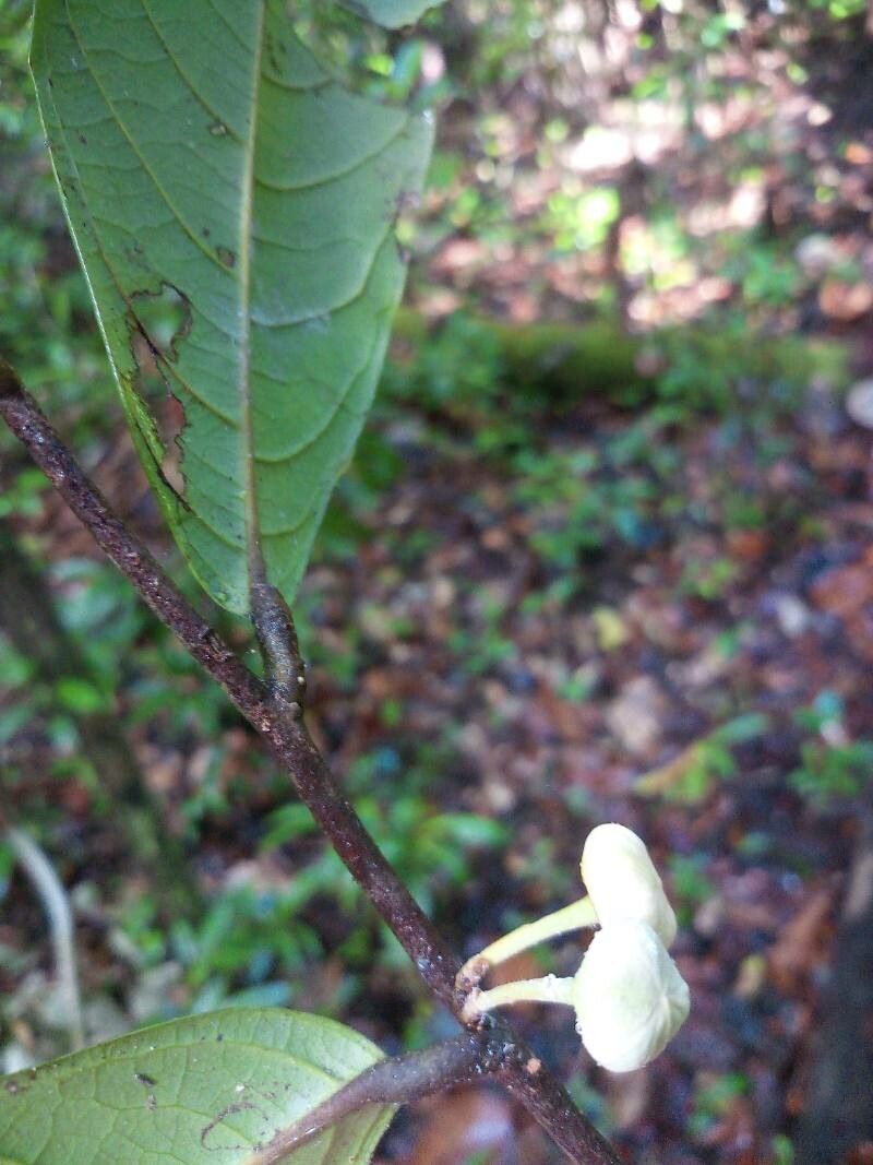 Unonopsis stipitata flower
