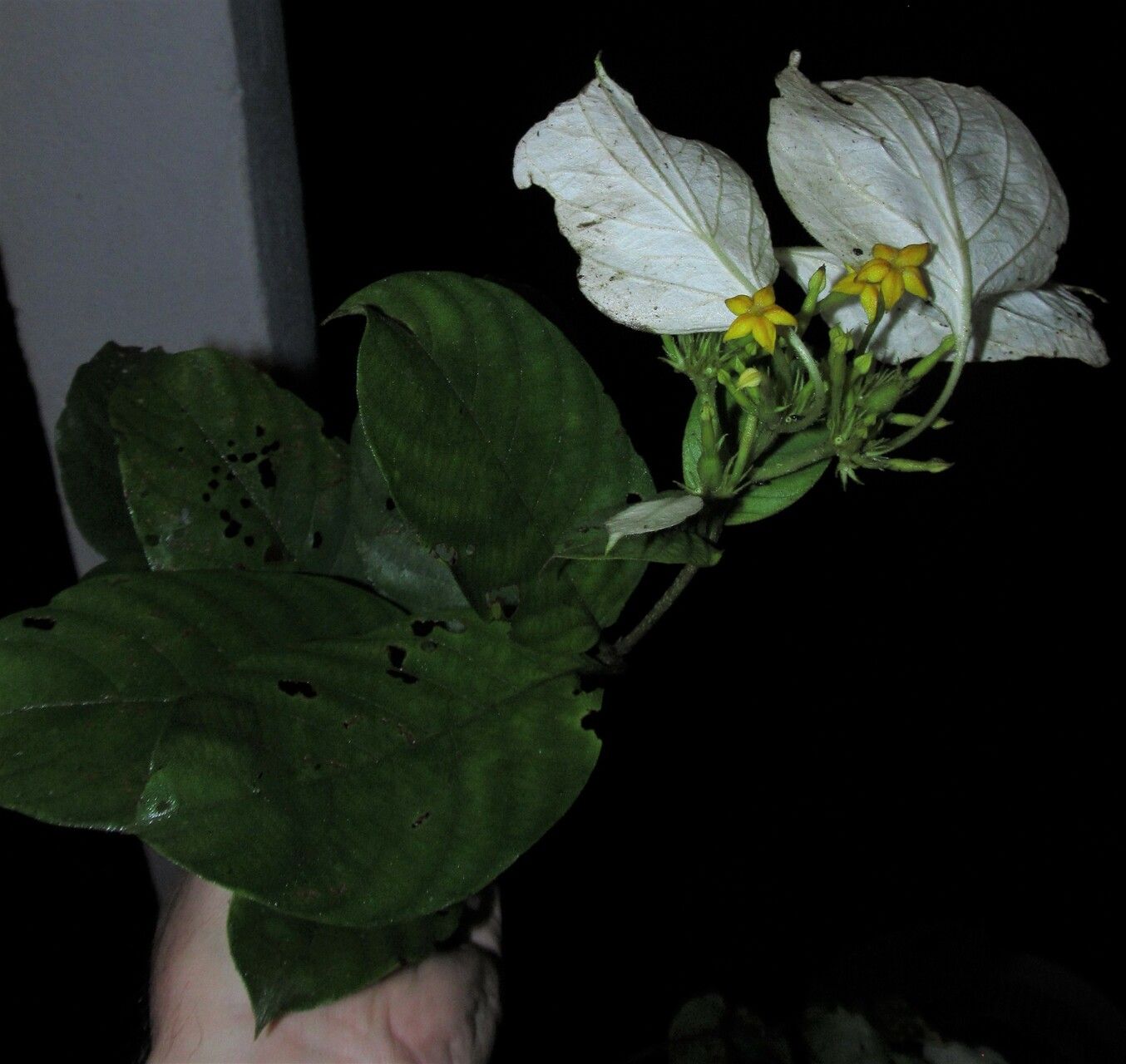 Mussaenda tenuiflora habit