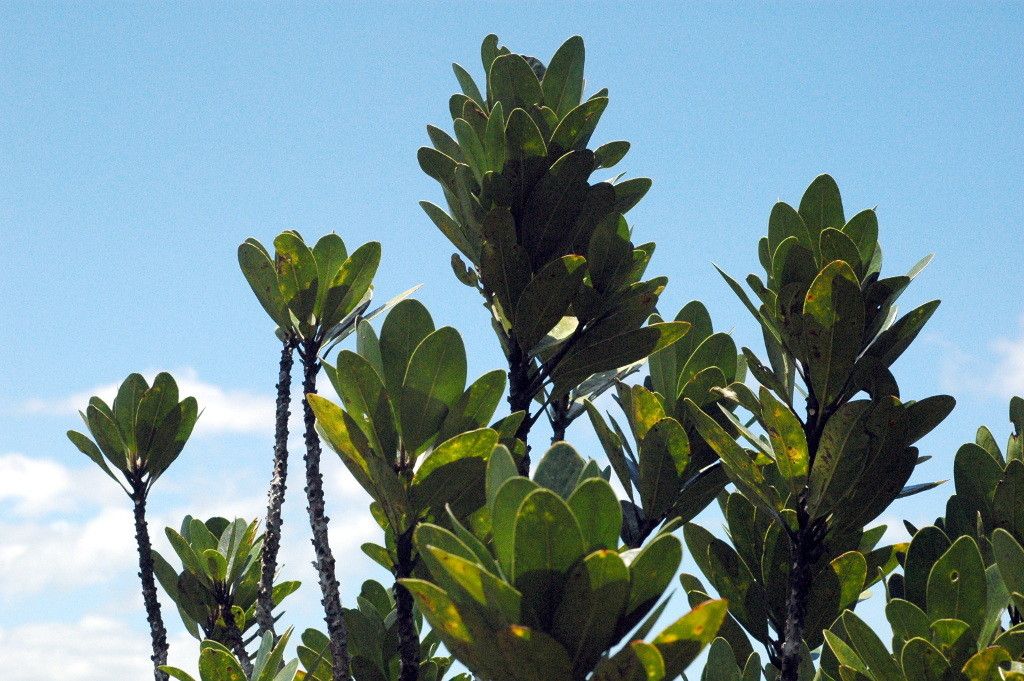 Planchonella ulfii habit