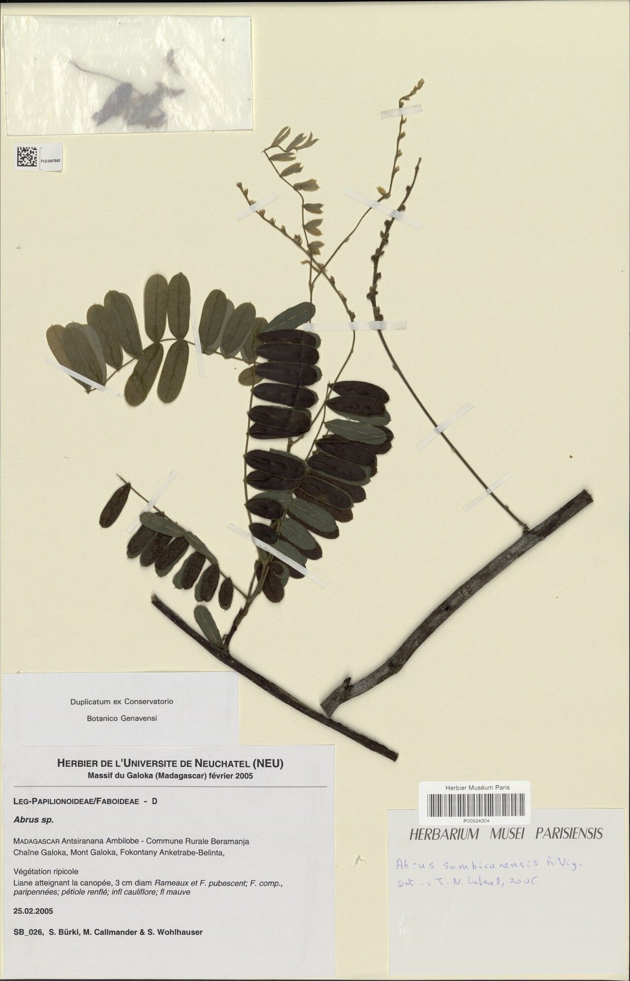 Abrus sambiranensis — search result for 'Abrus'