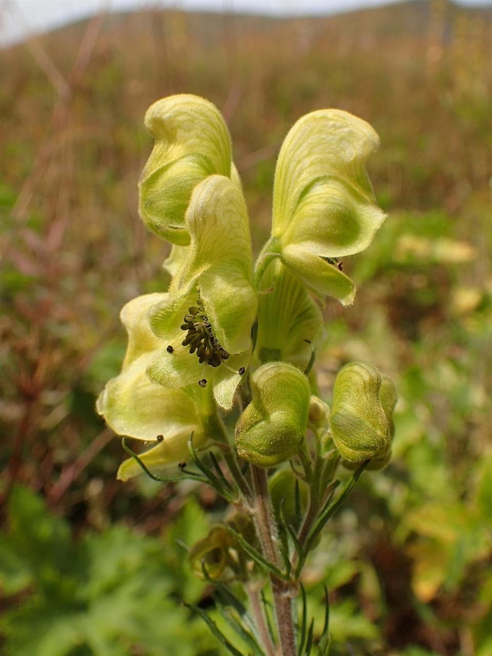 Aconitum anthora fruit