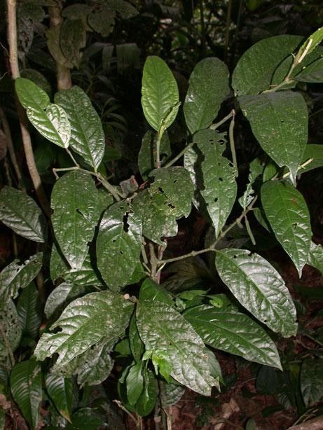 Piper generalense other