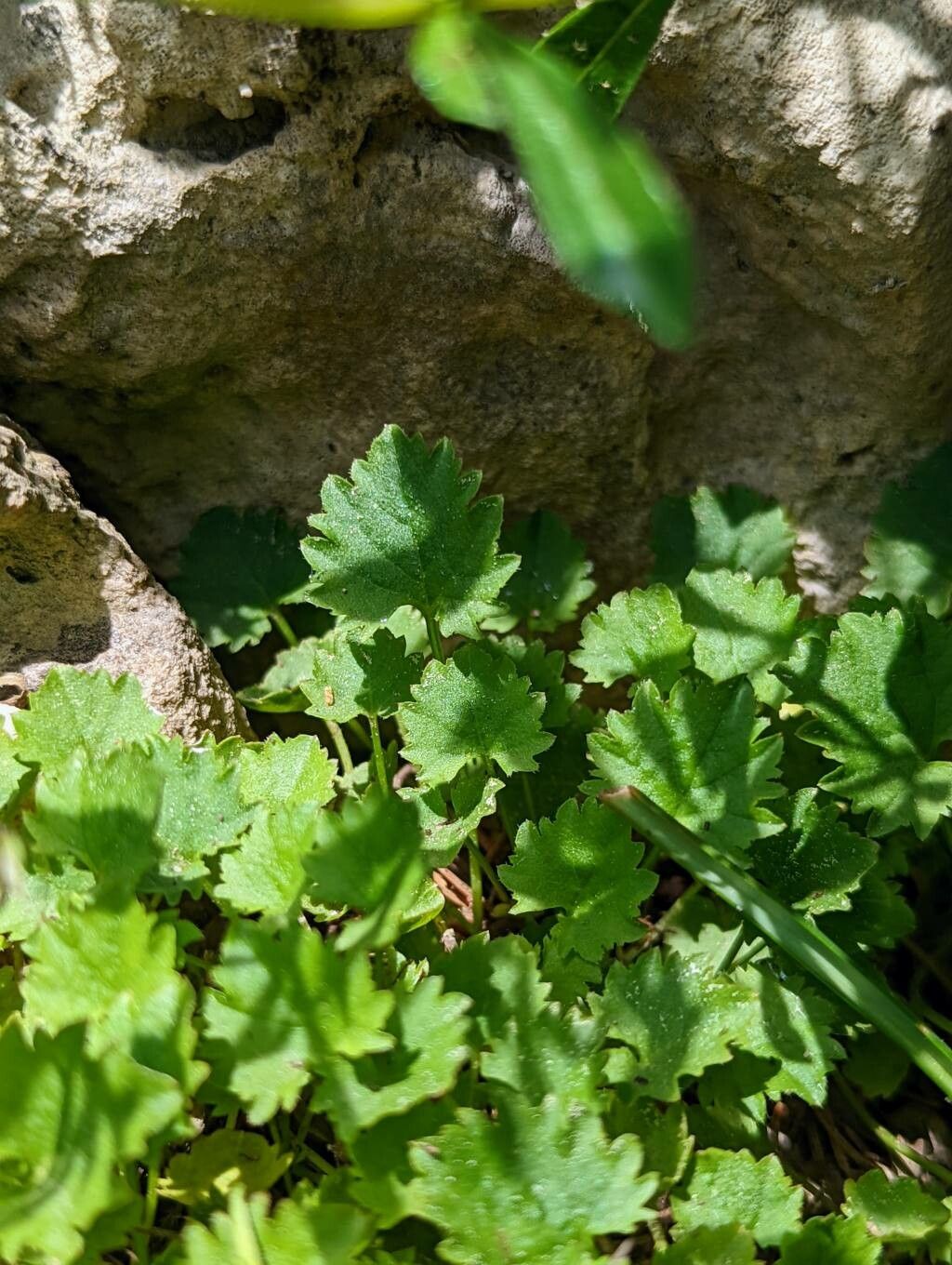 Campanula garganica leaf