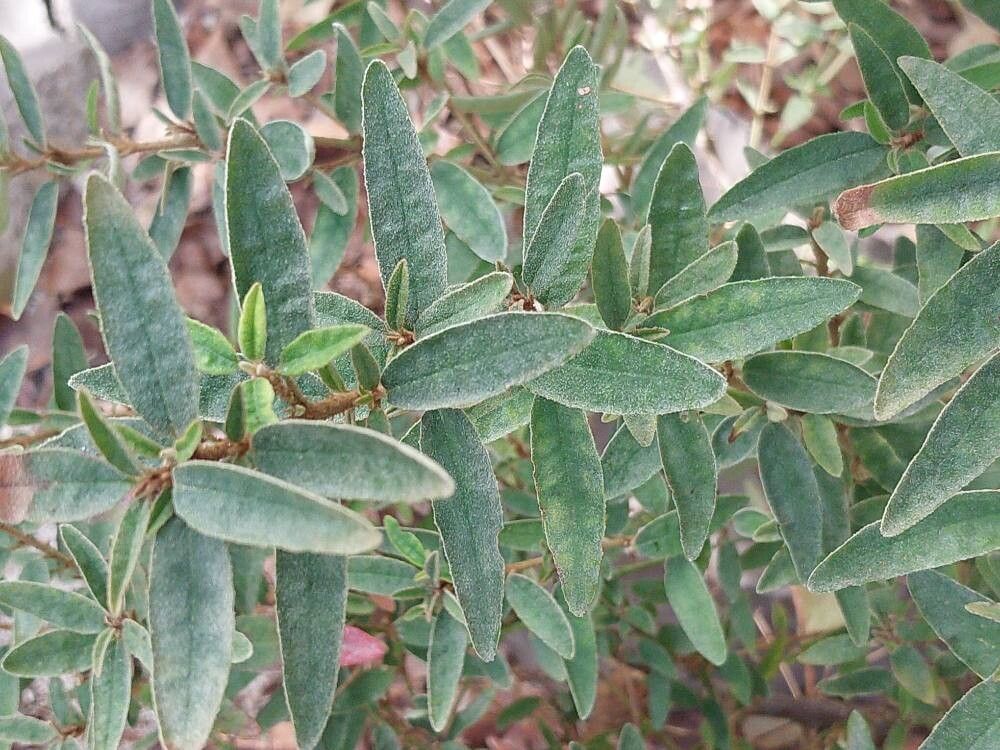 Correa decumbens — related species from the same genus