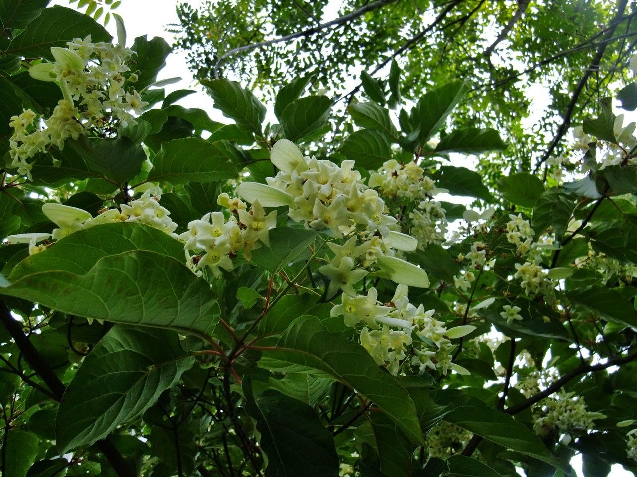 Emmenopterys henryi flower
