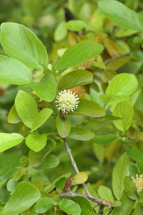 Mitragyna parvifolia — related species from the same genus