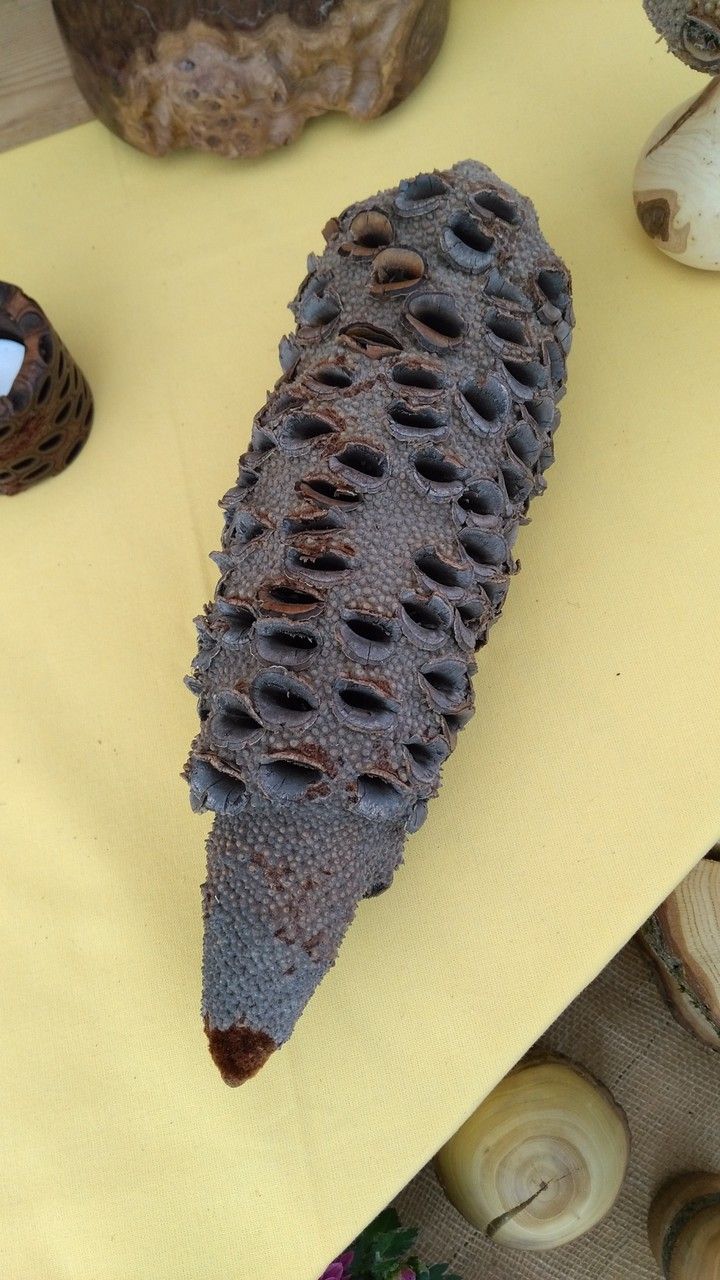 Banksia integrifolia fruit