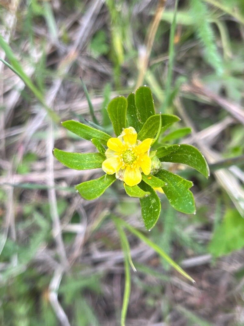 Ranunculus inamoenus — houseplant care guide