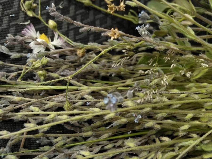 Myosotis minutiflora flower