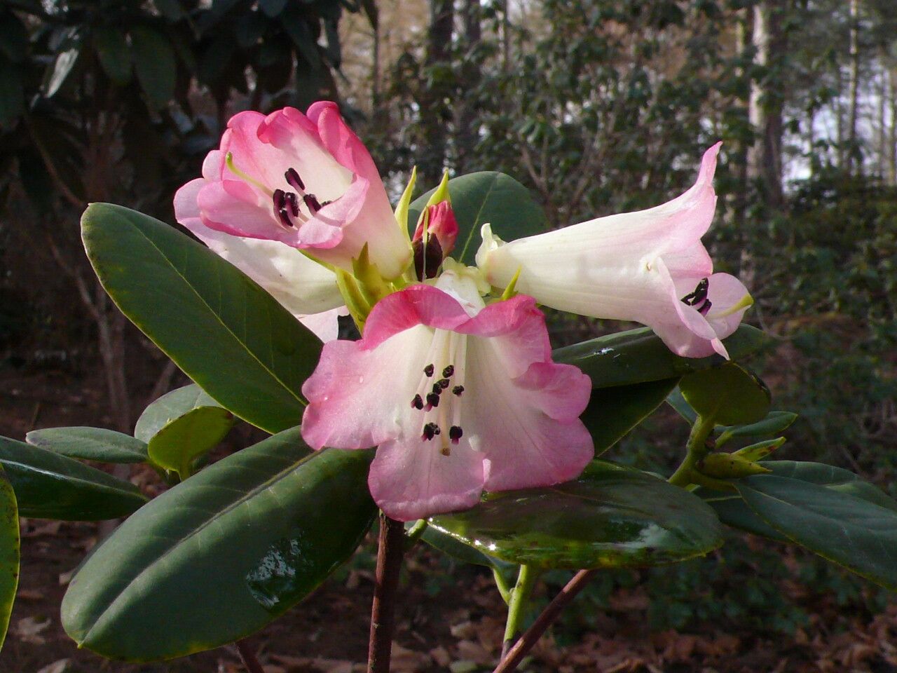 Rhododendron stewartianum flower