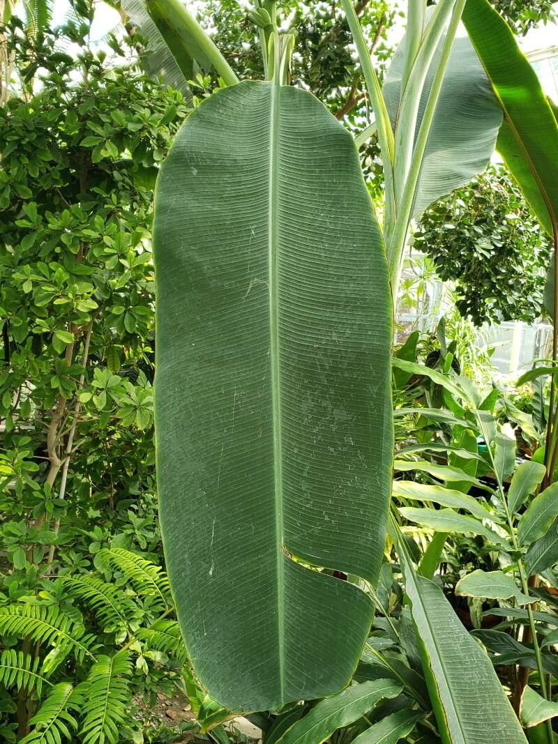 Musa ornata — search result for 'Musaceae'