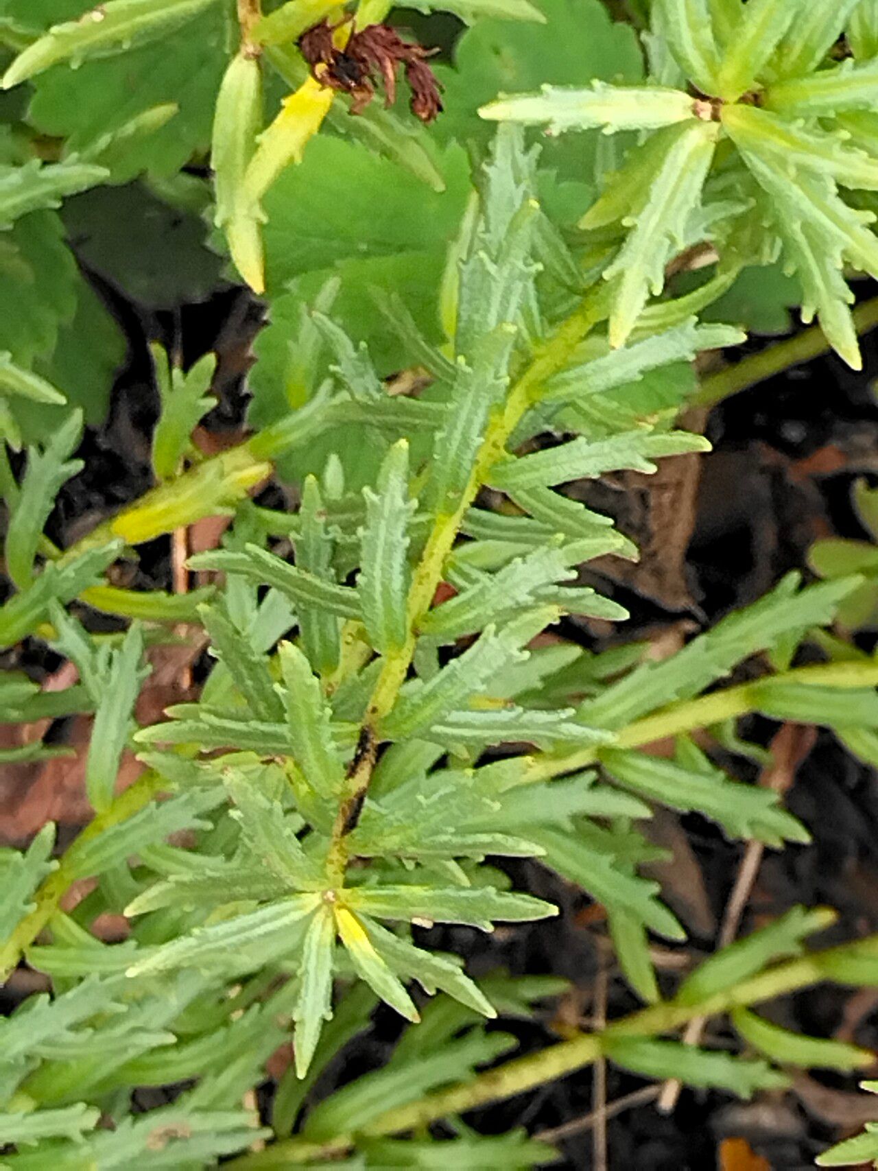 Rhodiola wallichiana — search result for 'Rhodiola'