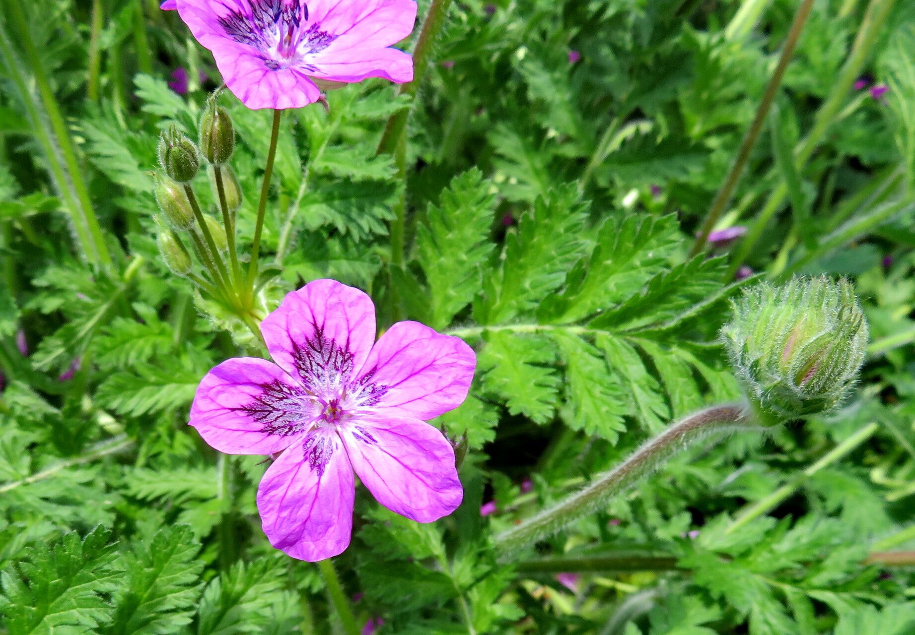 Erodium carvifolium — search result for 'Erodium'