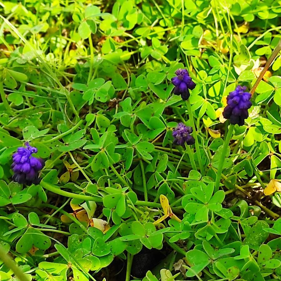 Muscari commutatum other