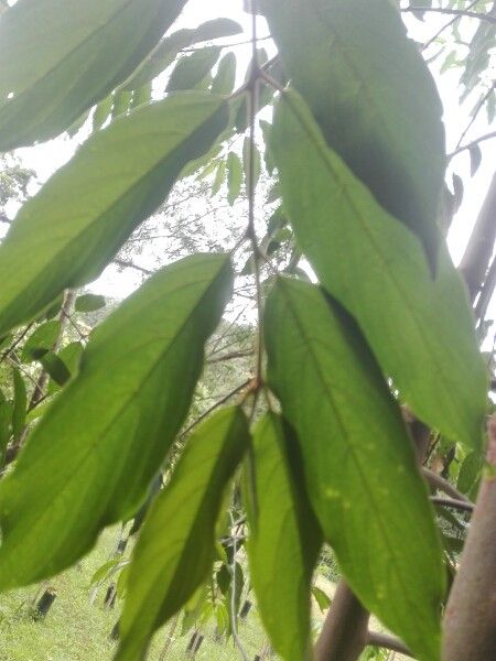 Colubrina glandulosa — search result for 'Colubrina'