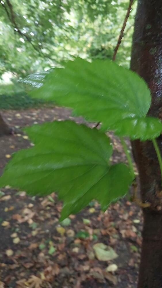 Morus cathayana leaf