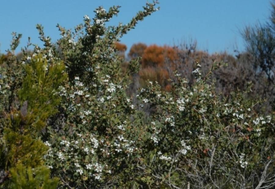 Leptospermum laevigatum flower