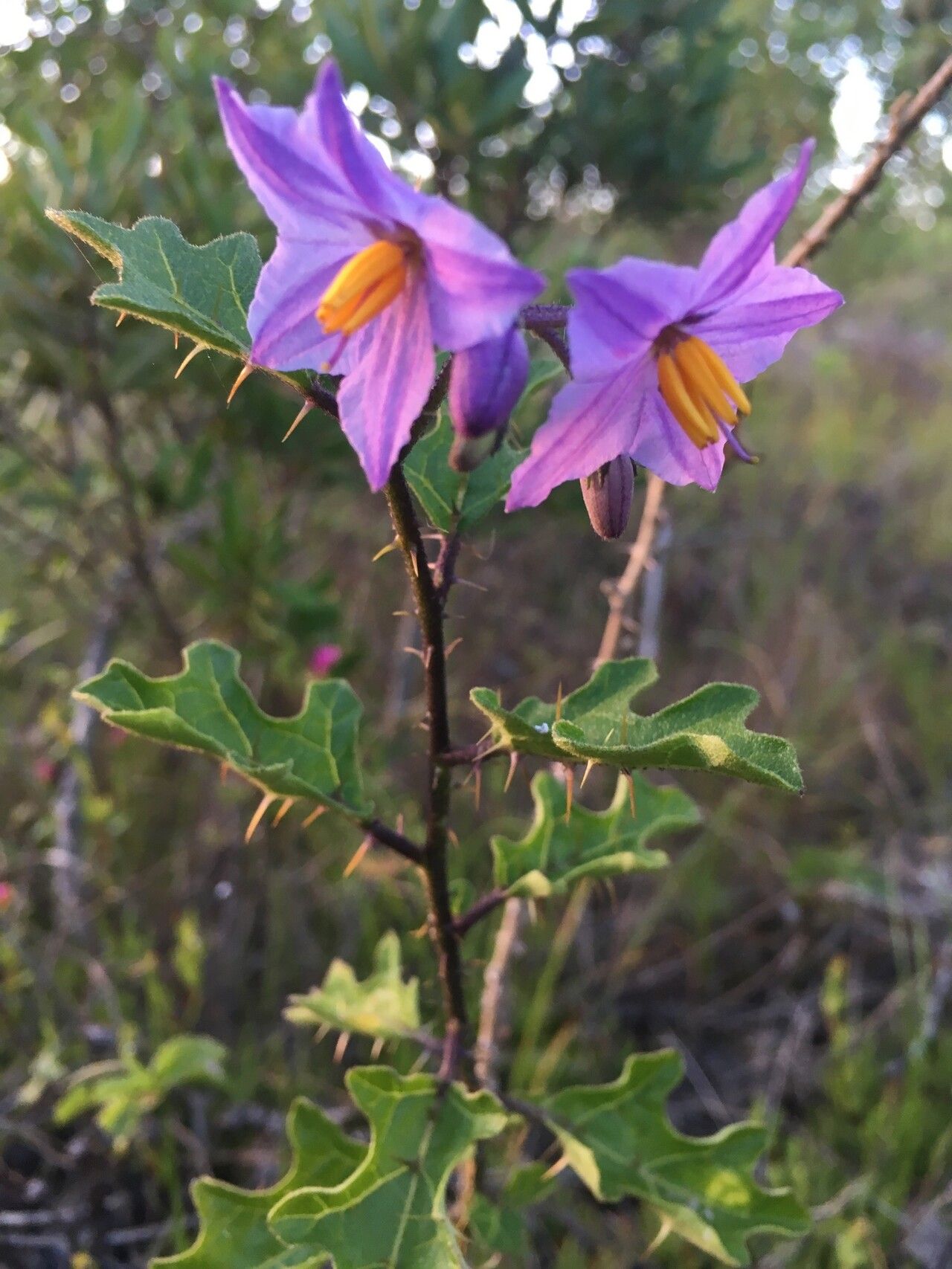 Solanum rubetorum — houseplant care guide