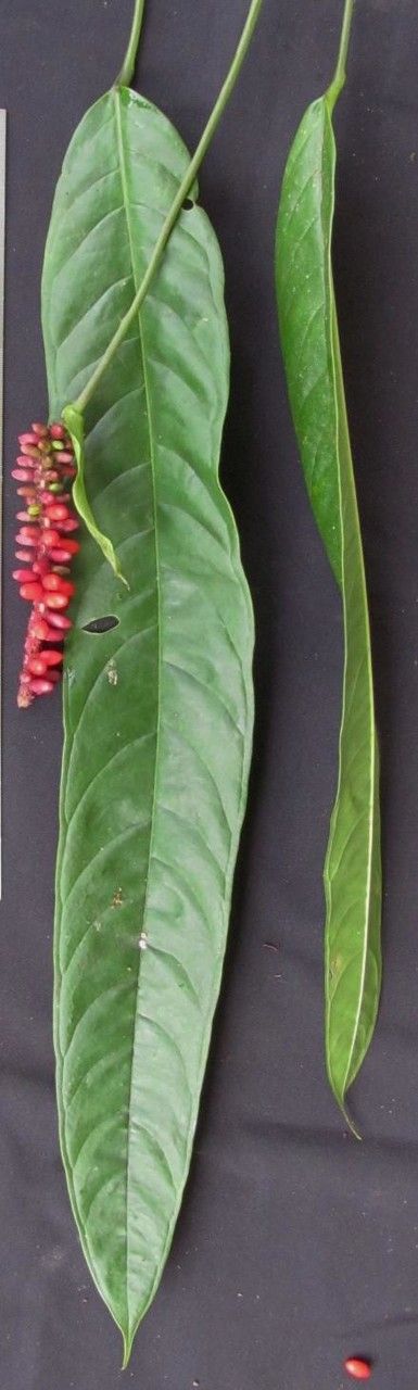 Anthurium testaceum other