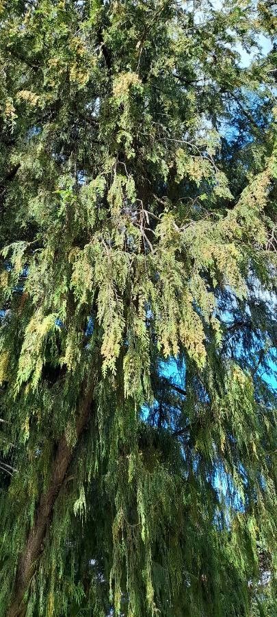 Cupressus funebris — search result for 'Cupressus'