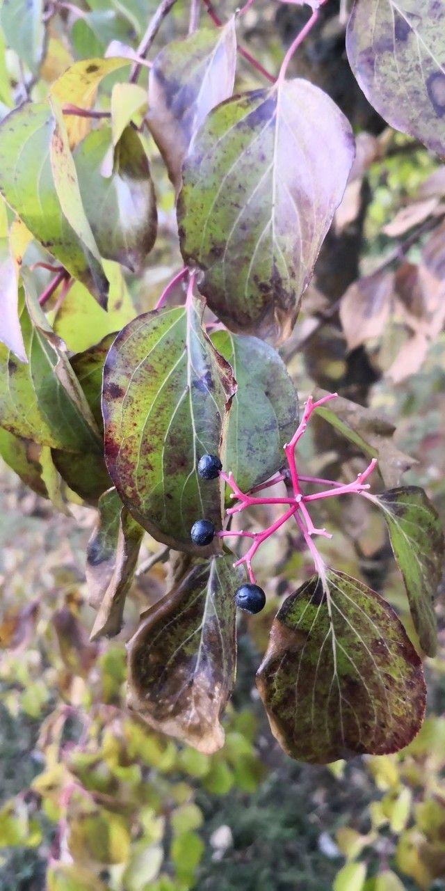 Cornus walteri fruit