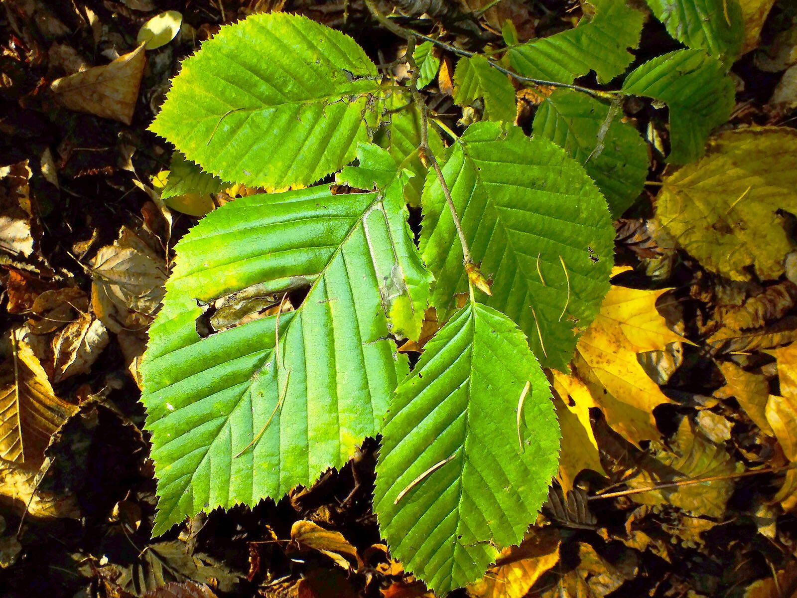 Carpinus cordata leaf