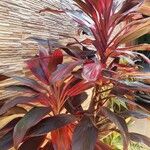 Cordyline rubra