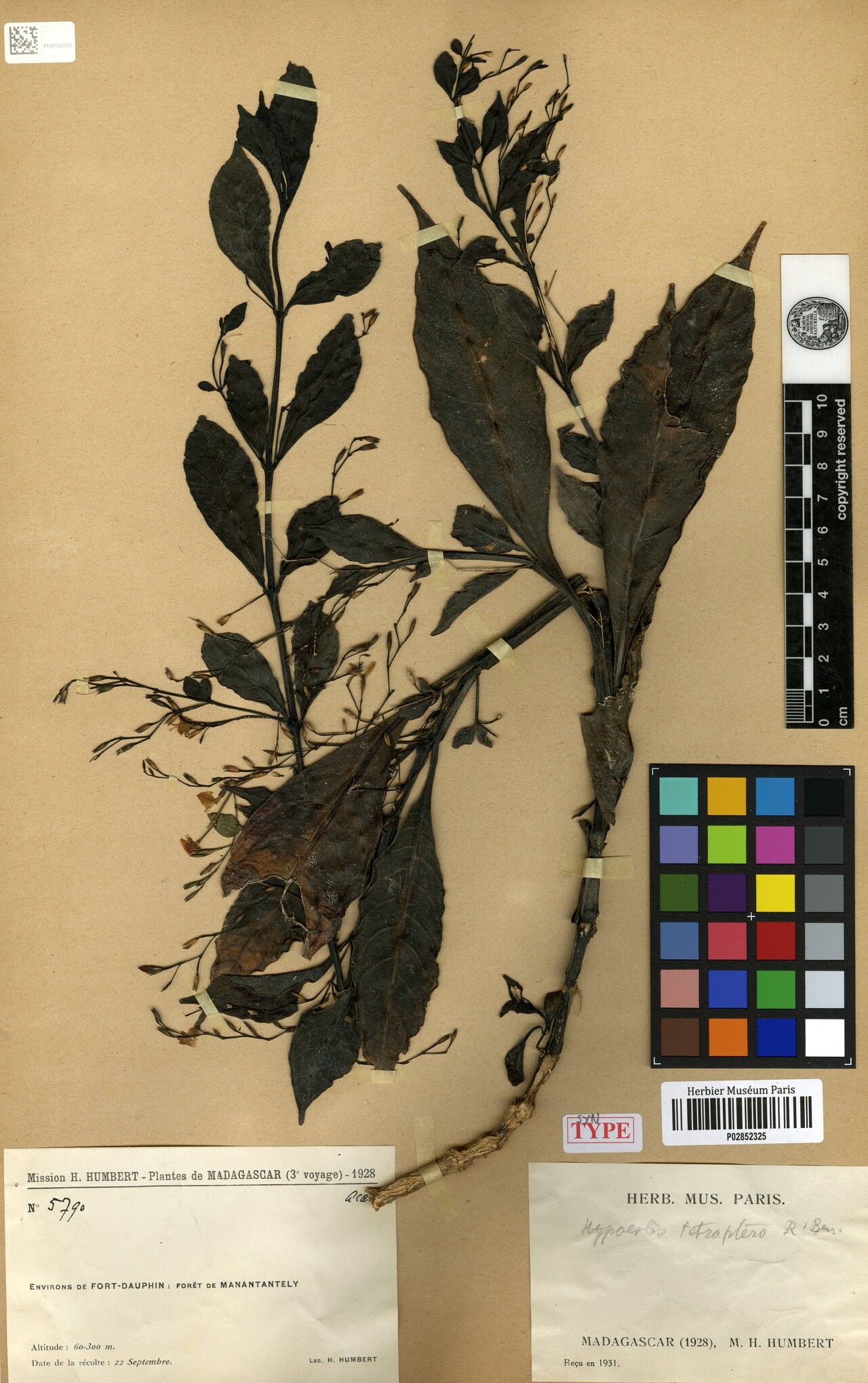 Hypoestes tetraptera — houseplant care guide