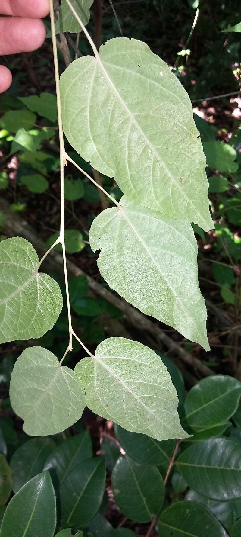 Croton micans leaf