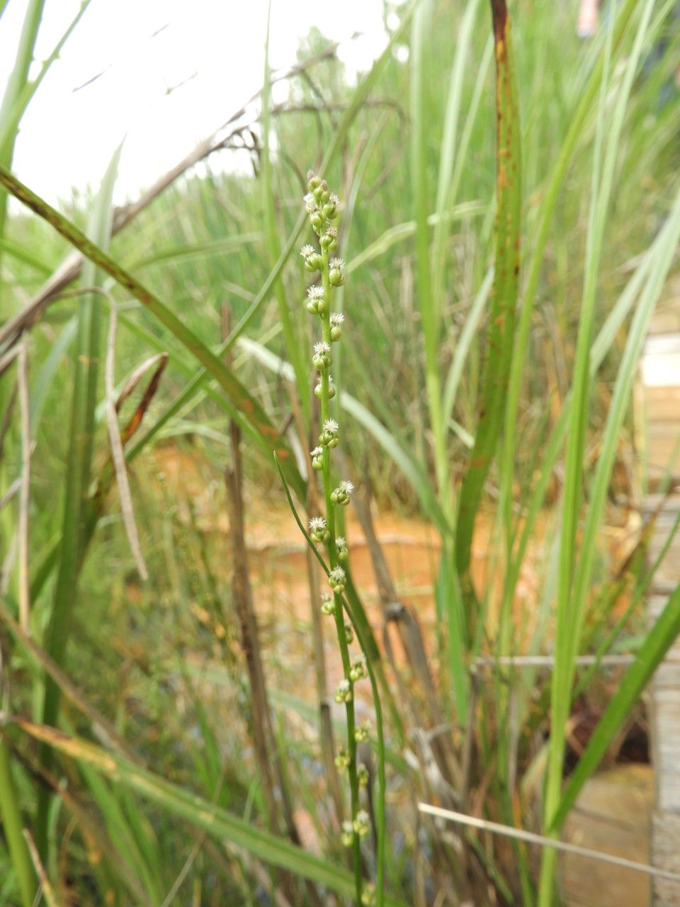 Triglochin palustris flower