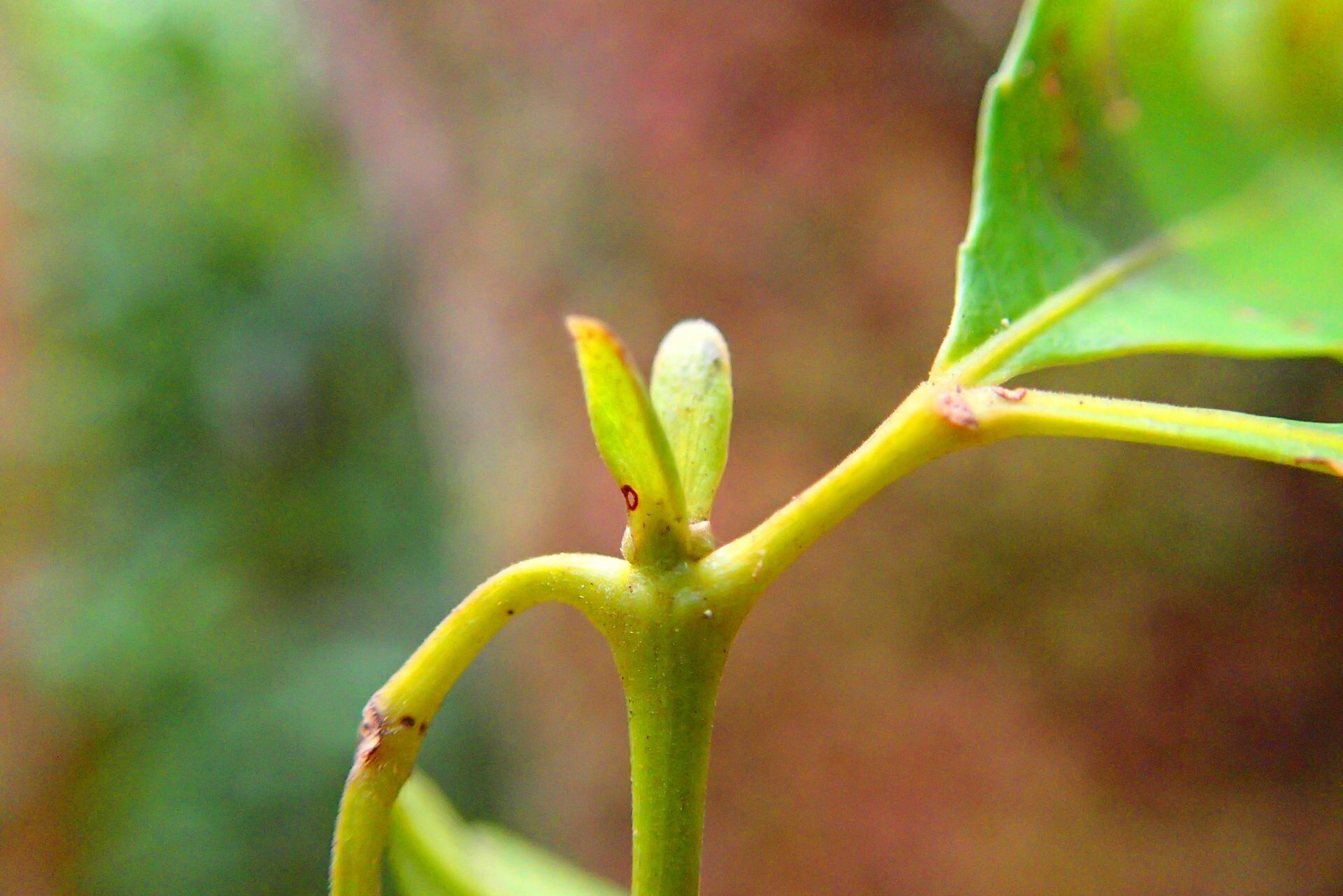 Pterophylla serrata fruit