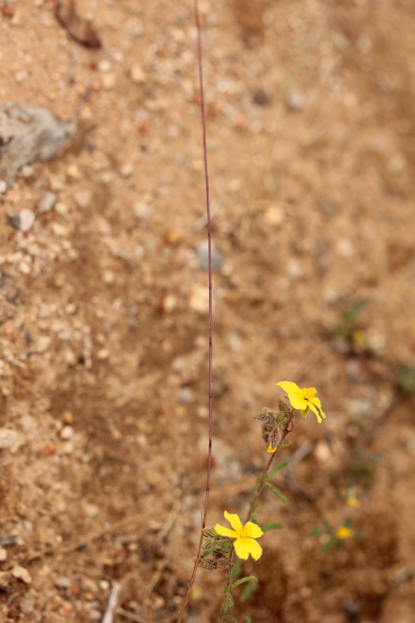 Psilurus incurvus habit