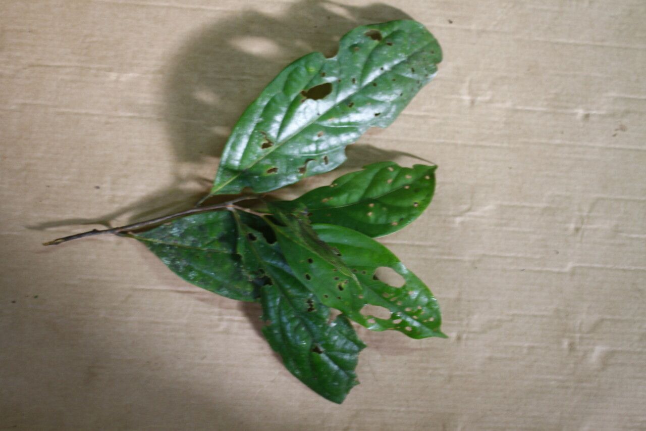 Licaria chrysophylla — related species from the same genus