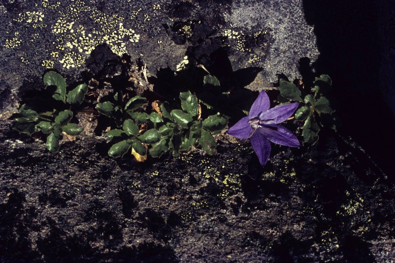 Campanula piperi habit
