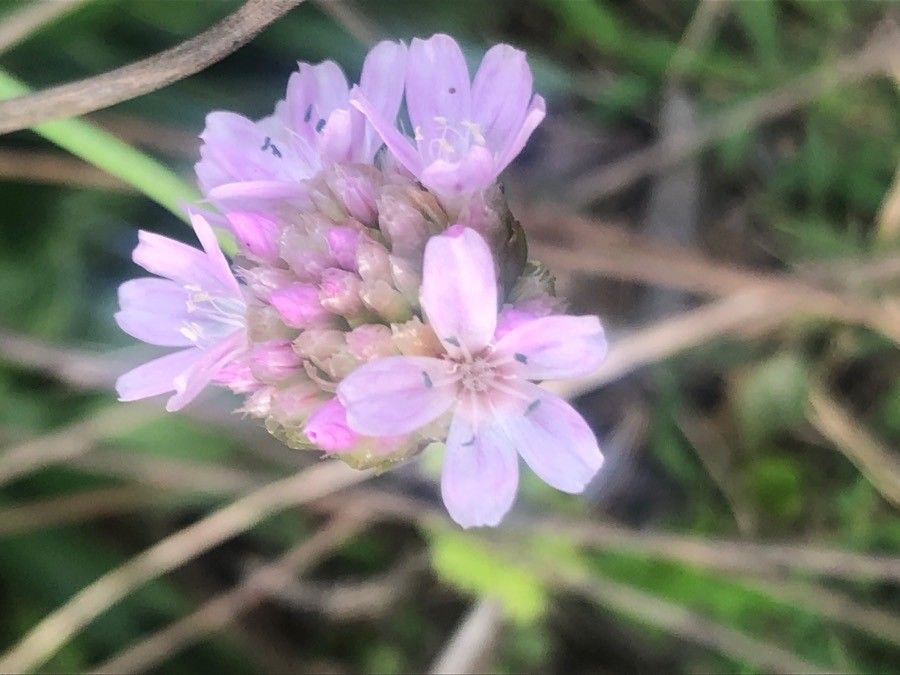 Armeria cantabrica flower