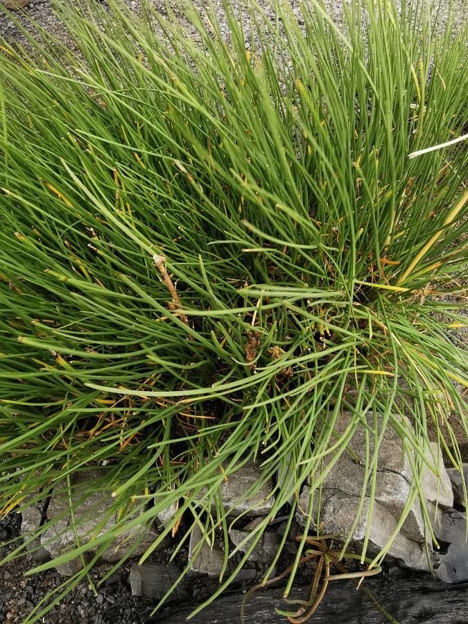 Triglochin maritima leaf