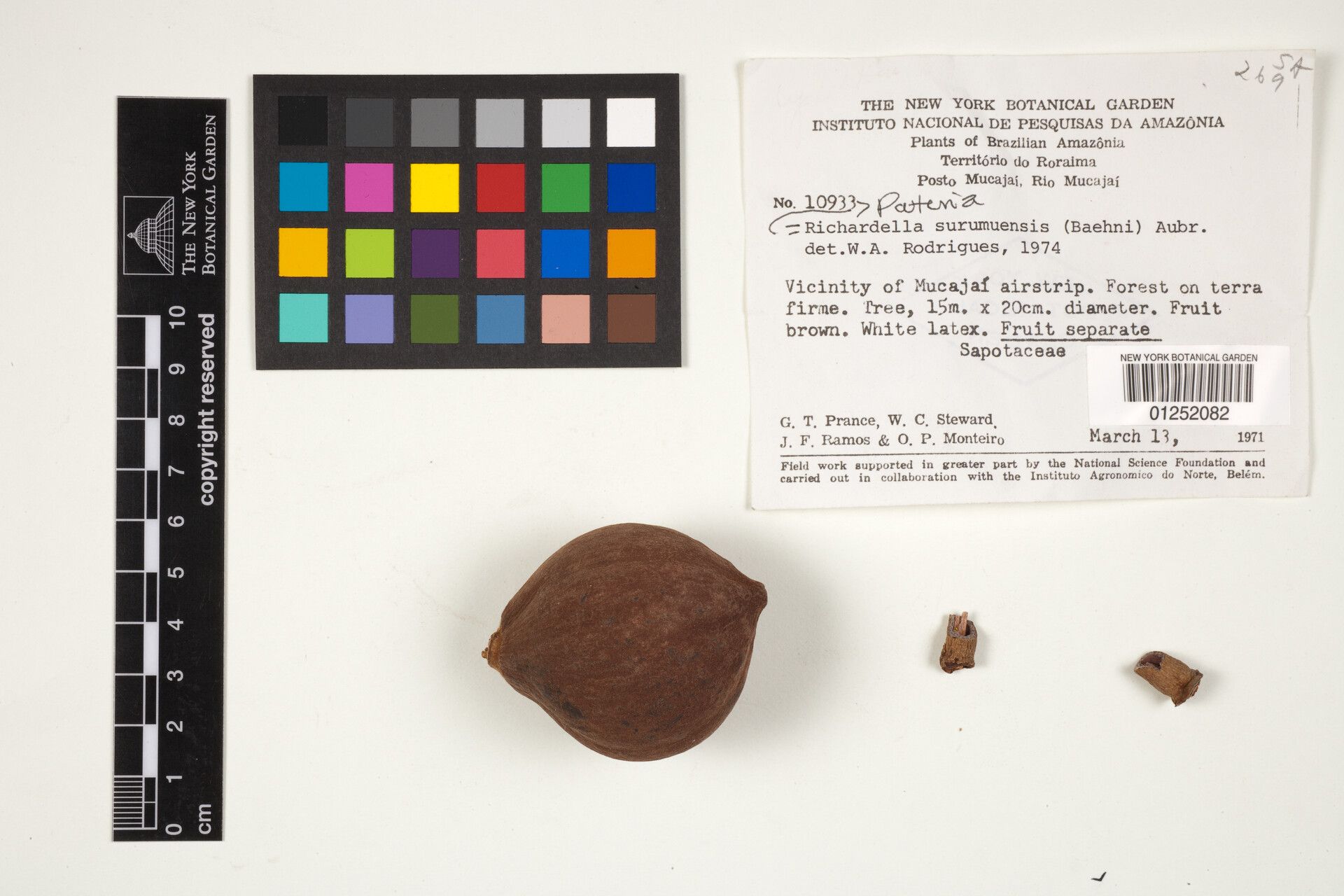 Pouteria surumuensis flower