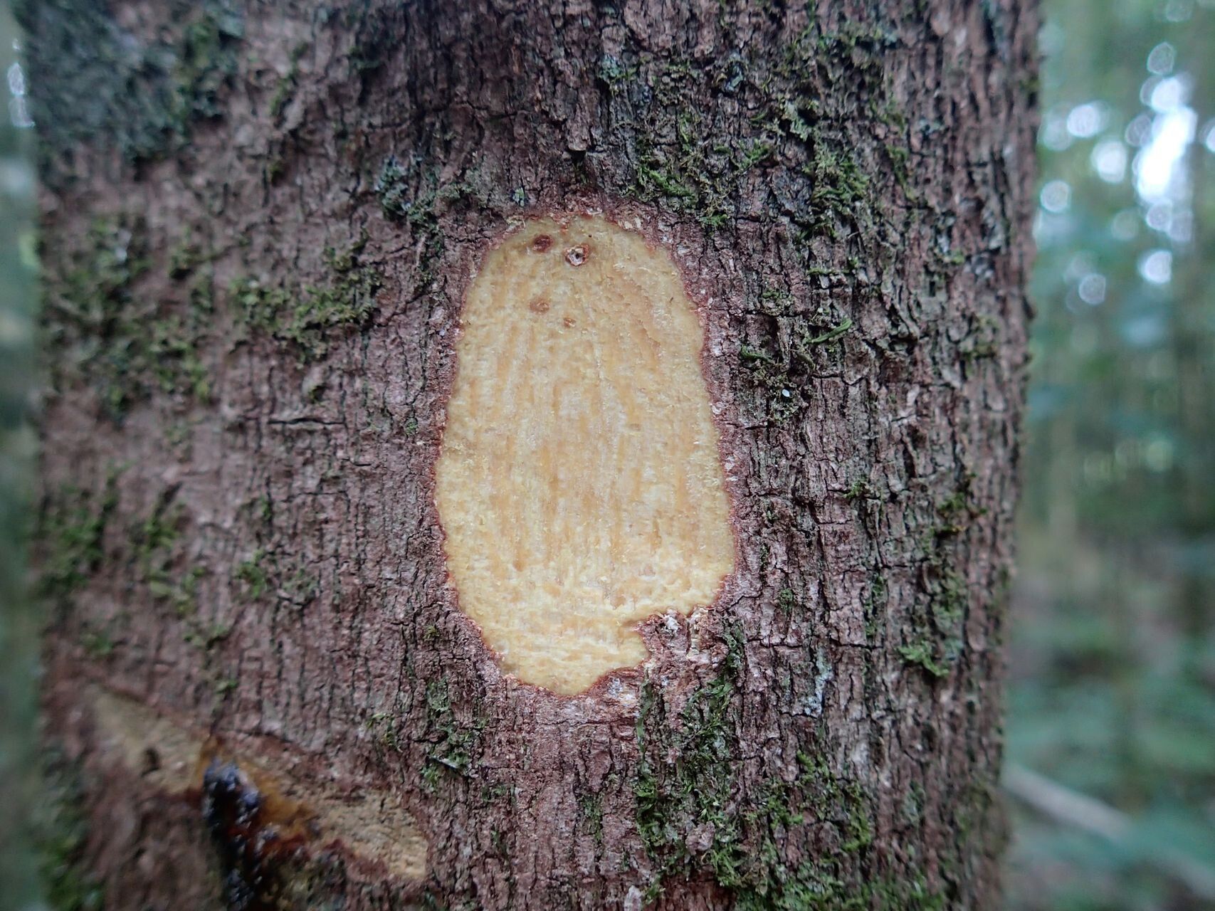 Sarcomelicope simplicifolia bark