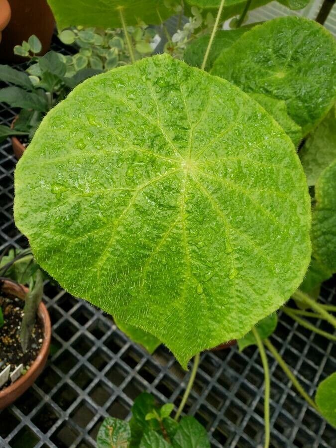 Begonia sudjanae — houseplant care guide